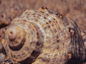 Photo beaches in Romania