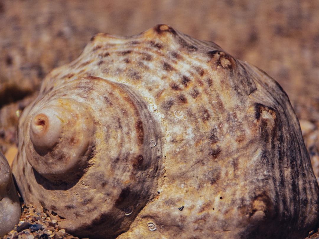 Photo beaches in Romania